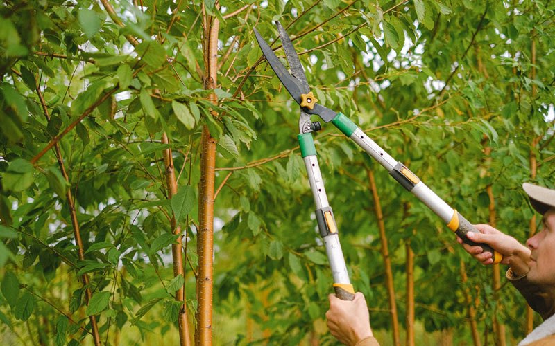 Tree trimming in Churchville, VA