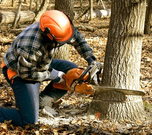 Tree Removal in Churchville, VA